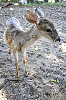 White-tailed deer,Mexican, La Ventanilla Beach, Santa MarÃÂ­a Tonameca, Oaxaca