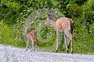 White-tailed Deer, Mother and Fawn