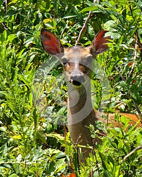 White tailed deer nature animals art