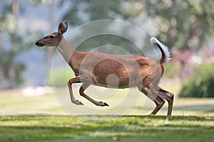 White-tailed deer in neighborhood leaping photo