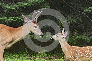 White-tailed Deer Odocoileus Virginians buck with antlers beside fawn