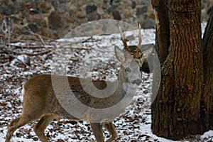 The white-tailed deer Odocoileus virginianus