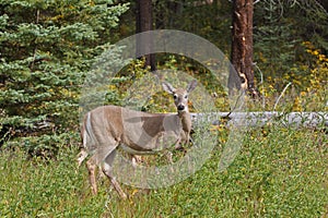 White-tailed deer, odocoileus virginianus