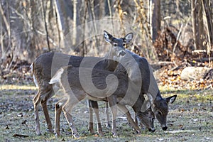 The white-tailed deer Odocoileus virginianus