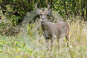 White-tailed Deer - Odocoileus virginianus