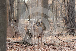 The white-tailed deer (Odocoileus virginianus)