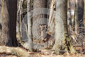 The white-tailed deer (Odocoileus virginianus)