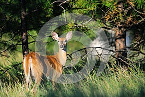 White-tailed deer (Odocoileus virginianus)
