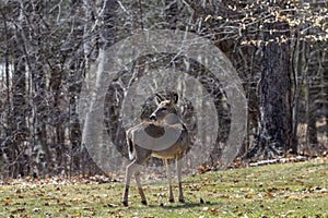 White-tailed deer Odocoileus virginianus also knows as Virginia deer