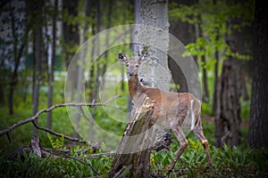White-tailed deer Odocoileus virginianus also knows as Virginia deer
