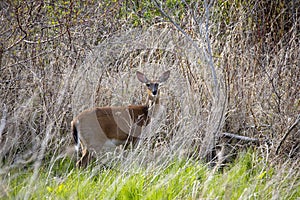 White-tailed deer Odocoileus virginianus also knows as Virginia deer