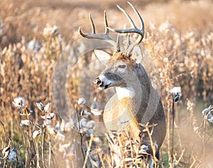 White-tailed Deer in a Field of Milkweeds