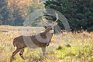 White-tailed Deer (Odocoileus virginianus) Buck in autumn