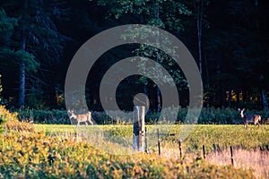 White-tailed deer odocoileus virginianus buck and doe walking in a field
