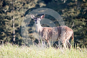 White Tailed Deer