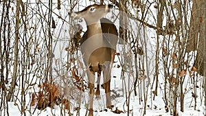 White-tailed deer, Odocoileus virginianus, doe eating twigs