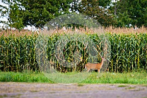 White-tailed deer odocoileus virginianus eating corn from a Wisconsin cornfield in early September