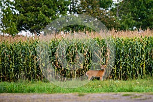 White-tailed deer odocoileus virginianus eating corn from a Wisconsin cornfield in early September