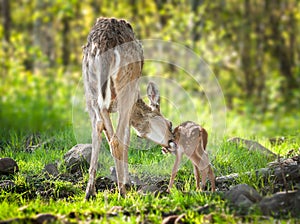 White-Tailed Deer (Odocoileus virginianus) Fawn Bathtime