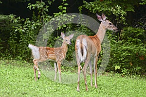 White-tailed Deer odocoileus virginianus with fawn in early spring