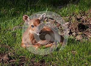 White-Tailed Deer (Odocoileus virginianus) Fawn in Grasses