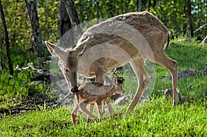 White-Tailed Deer (Odocoileus virginianus) Greets Her Fawn