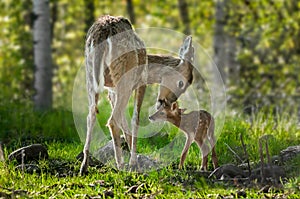 White-Tailed Deer (Odocoileus virginianus) Licks Her Fawn