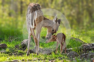 White-Tailed Deer (Odocoileus virginianus) Mother and Fawn