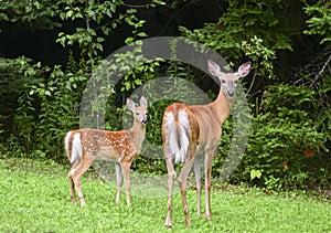 White-tailed Deer odocoileus virginianus with fawn in early spring