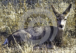 White-Tailed Deer Odocoileus virginianus, Rests in the Tall Grass