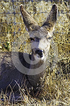 White-Tailed Deer Odocoileus virginianus, Rests in the Tall Grass