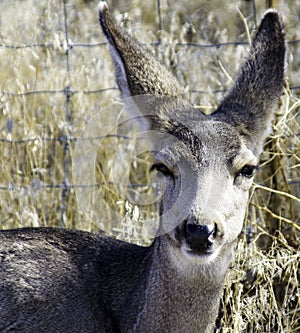 White-Tailed Deer Odocoileus virginianus, Rests in the Tall Grass