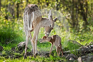 White-Tailed Deer (Odocoileus virginianus) Sniffs Behind Fawn's