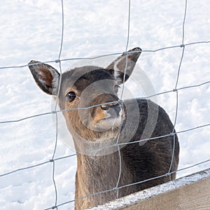 White-Tailed Deer, Odocoileus virginianus, Sniffs Behind Fawn`s Ears - captive animals