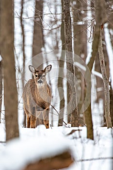 White-tailed deer (Odocoileus virginianus) standing in a Wisconsin forest