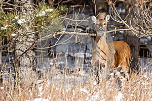 White-tailed deer (Odocoileus virginianus) standing in a Wisconsin forest