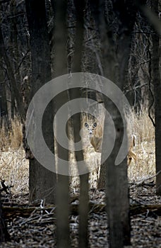 White-Tailed Deer (Odocoileus virginianus) through the Woods