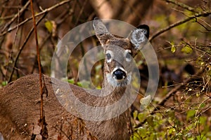White-tailed deer with one ear back.