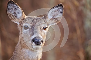 White Tailed Deer Portrait