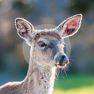 White tailed deer portrait