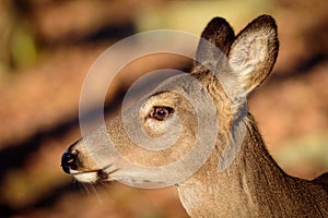 White-Tailed Deer Profile