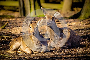 White-tailed deer resting in a peaceful wooded environment