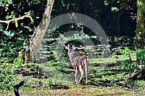 White-tailed deer in Rincon de la Vieja National Park in Costa Rica.
