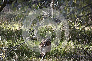 White-Tailed Deer Running Away