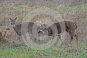 White Tailed Deer rutting season in Cades Cove, part of the Smoky Mountains.