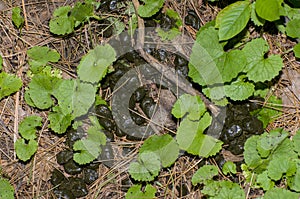 White-tailed deer scat on the forest floor