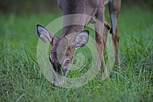 A White Tailed Deer small buck feeds on green grass in Cades Cove.