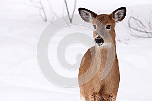 White-tailed deer in the snow