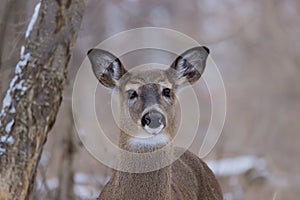 White-tailed Deer in a snow-covered forest.