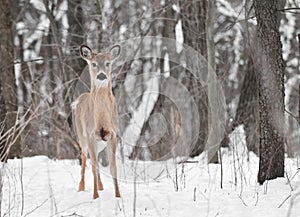 White-Tailed Deer in Snowy Woods